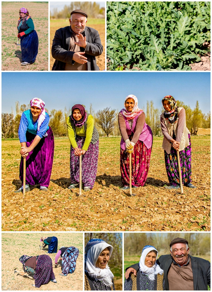 Cappadocia opium fields farmers