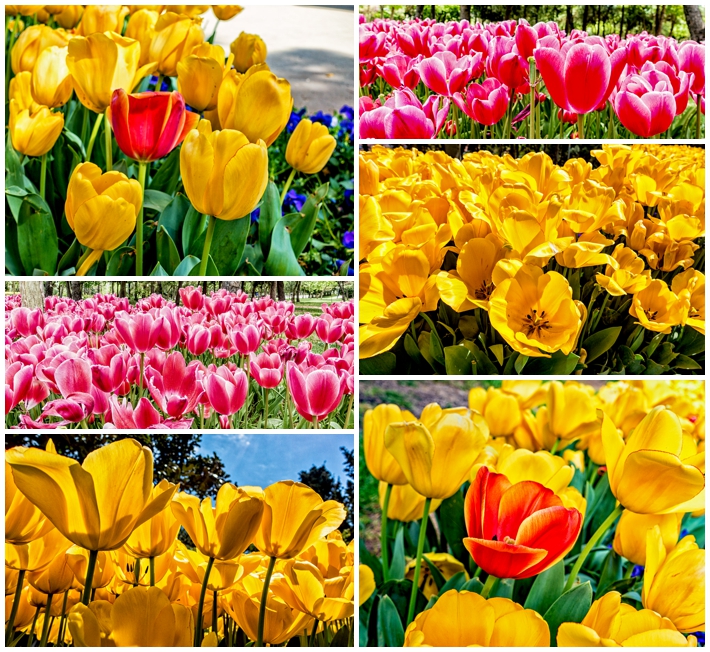 Istanbul tulips