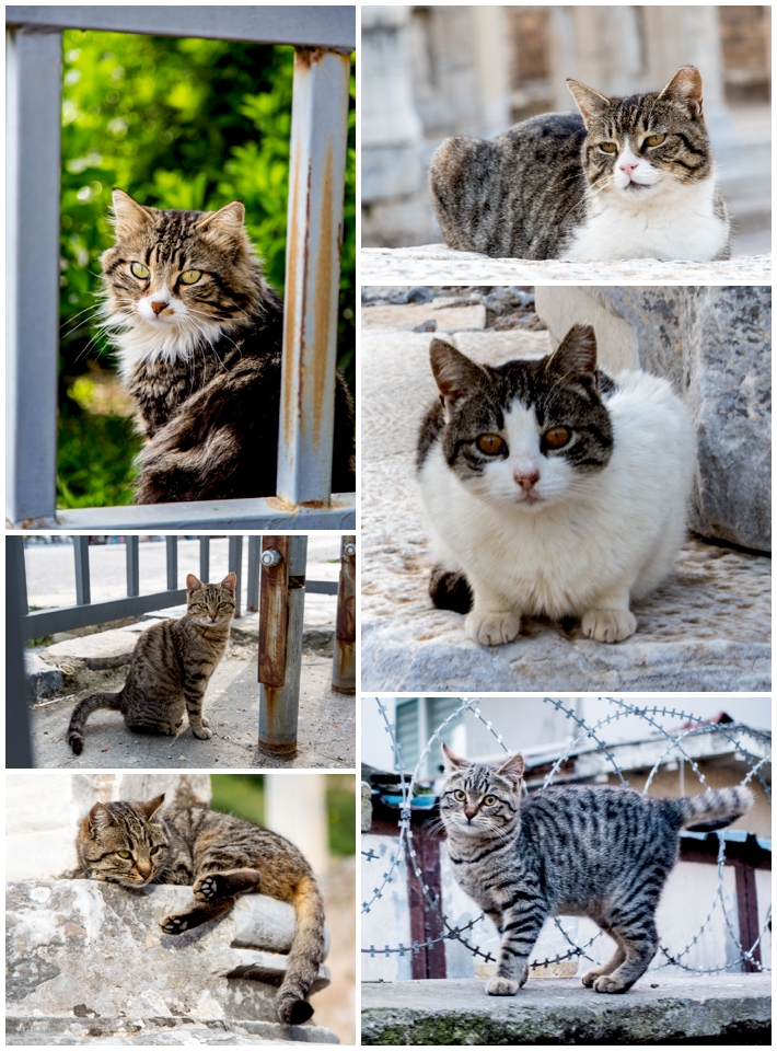 Istanbul-3cats
