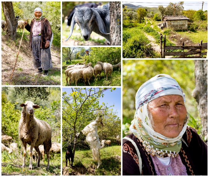 Pamukkale goat herder