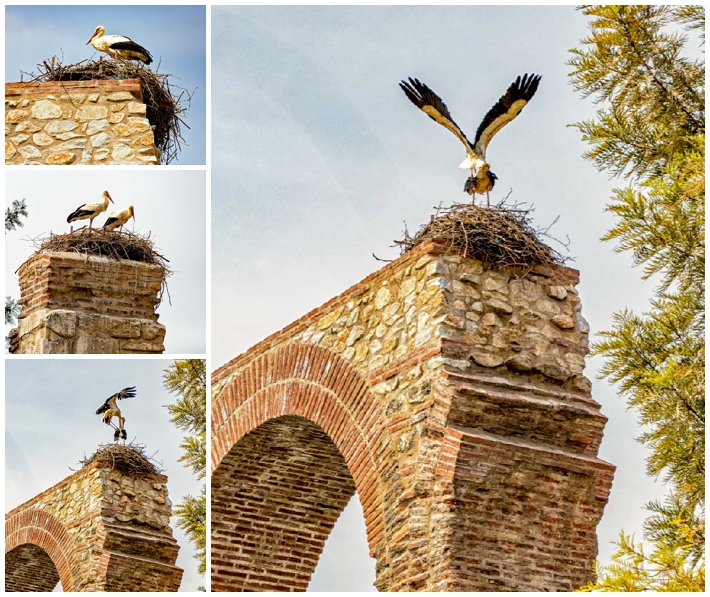 Turkey Selcuk storks
