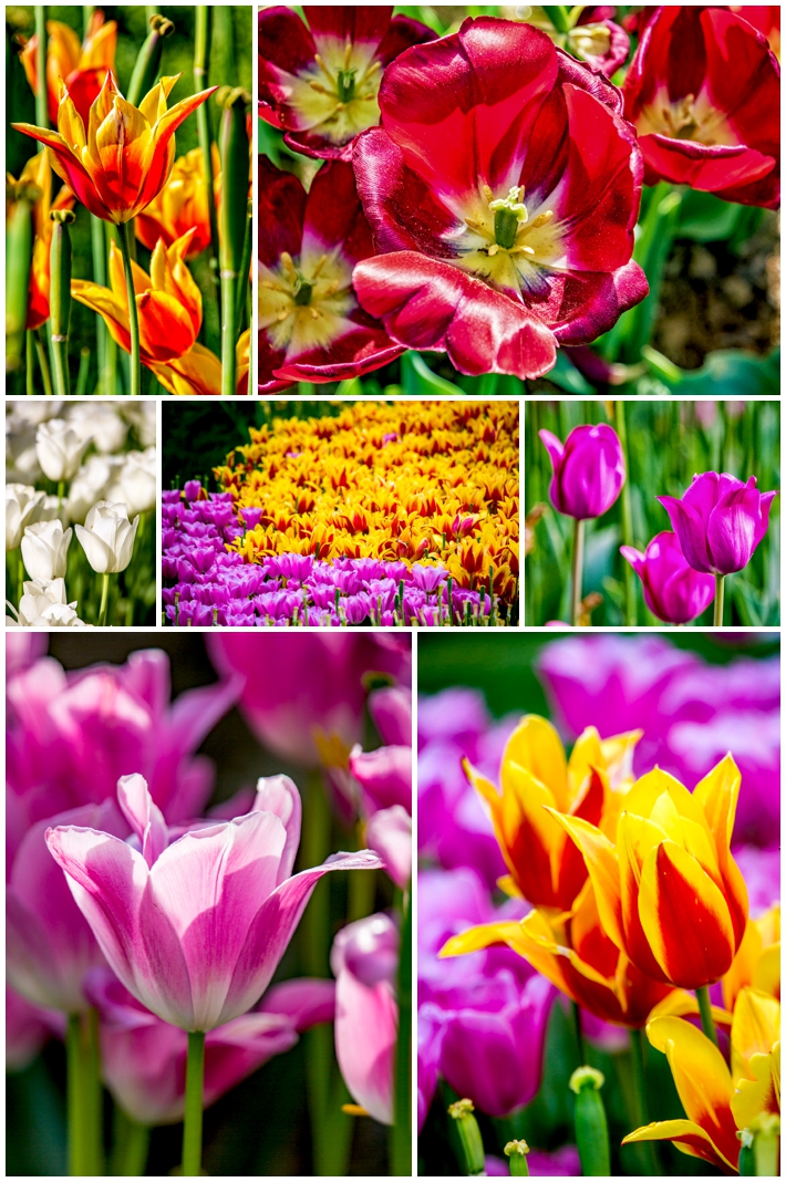 tulips Emirgan Park flower beds