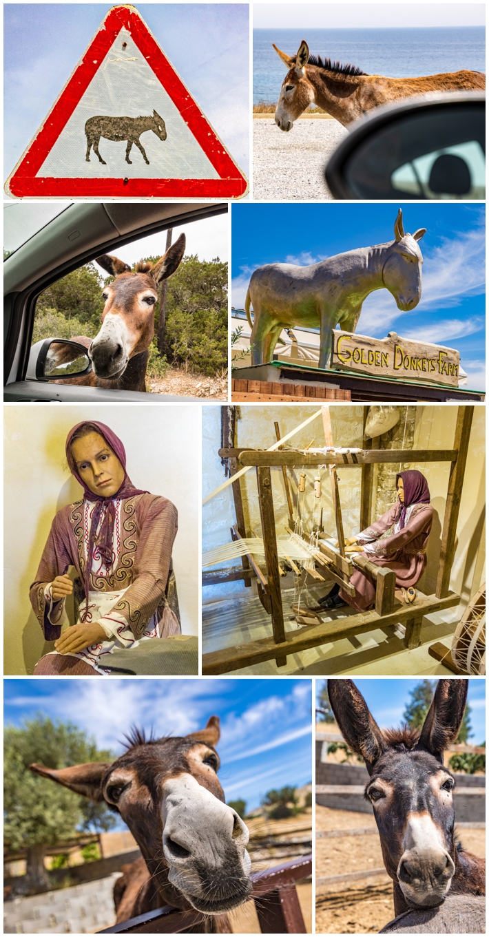 Cyprus - Donkeys Golden Donkey Farm
