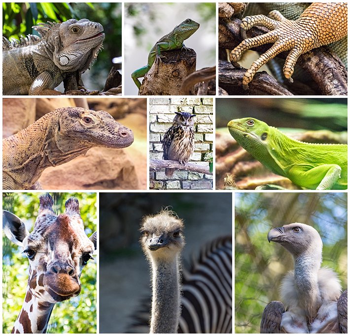 Amsterdam Holland Zoo