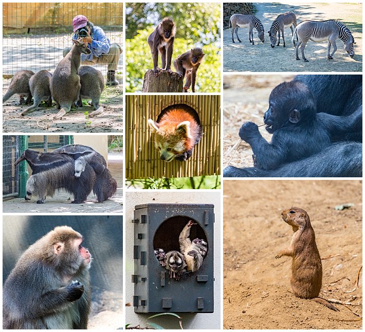 Amsterdam Holland Zoo