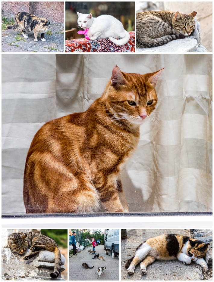 Istanbul Turkey cats