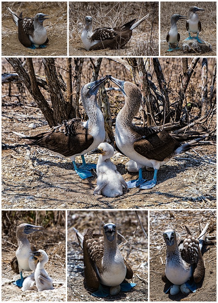 Puerto Lopez Ecuador 2016 island Isla Plata blue footed boobies