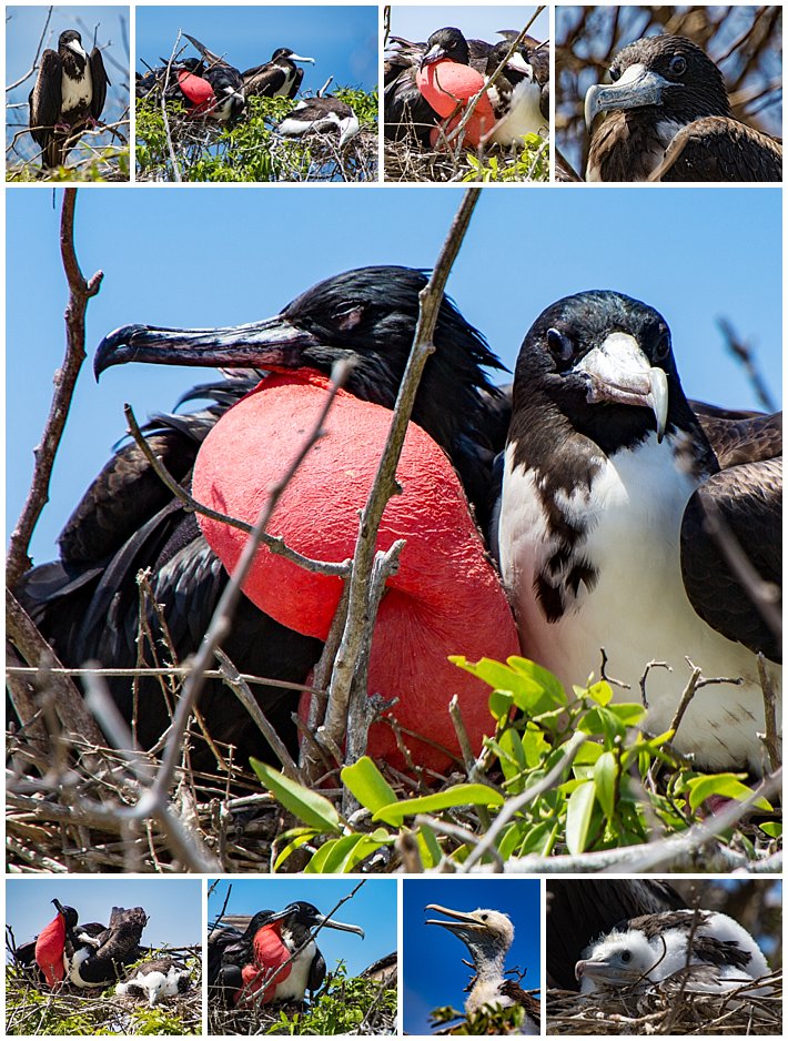 Puerto Lopez Ecuador 2016 island Isla La Plata Frigate Birds