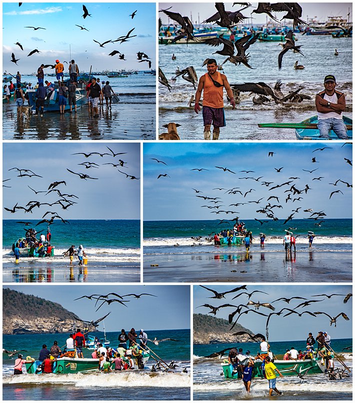 Puerto Lopez Ecuador 2016 birds attacking fishing boats