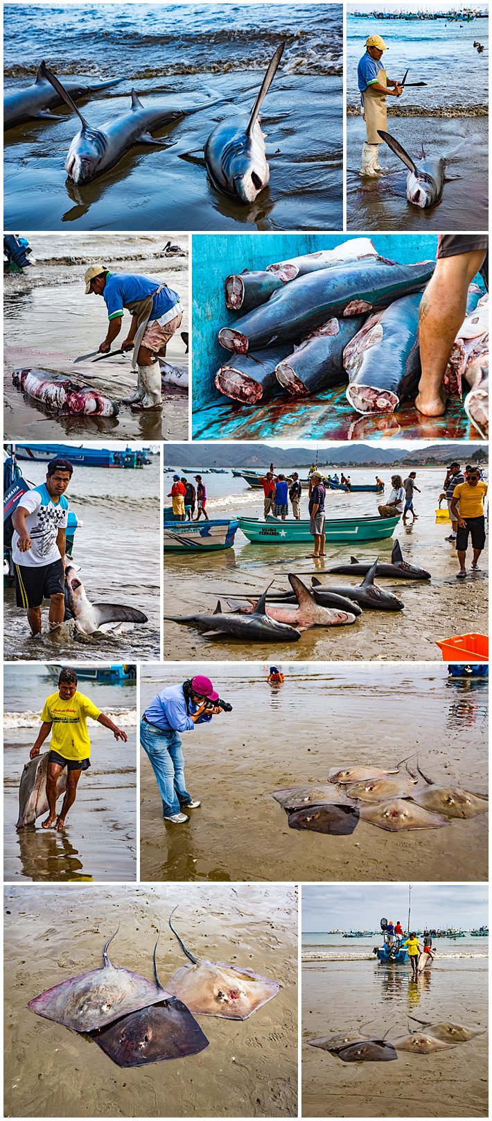 Puerto Lopez Ecuador 2016 sharks and manta rays