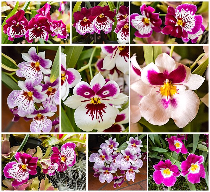 Orchid Wall Cuenca Ecuador 2016 - variant flowers