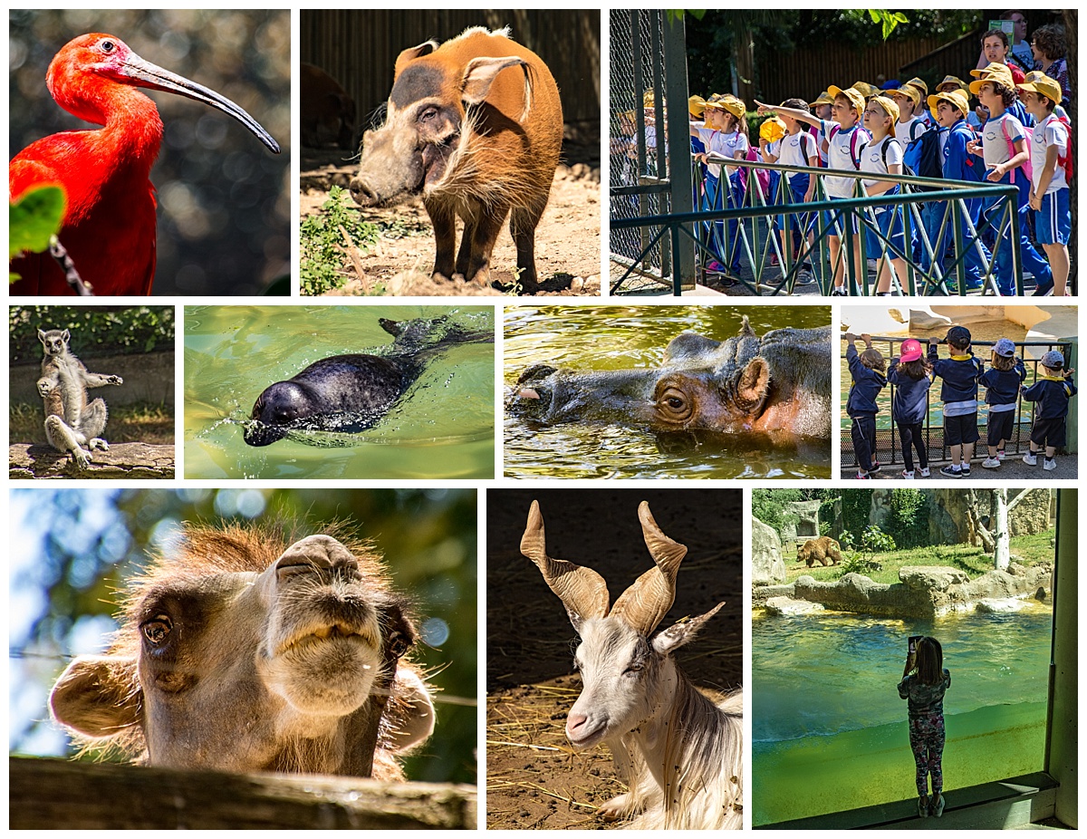 Rome, Italy - zoo