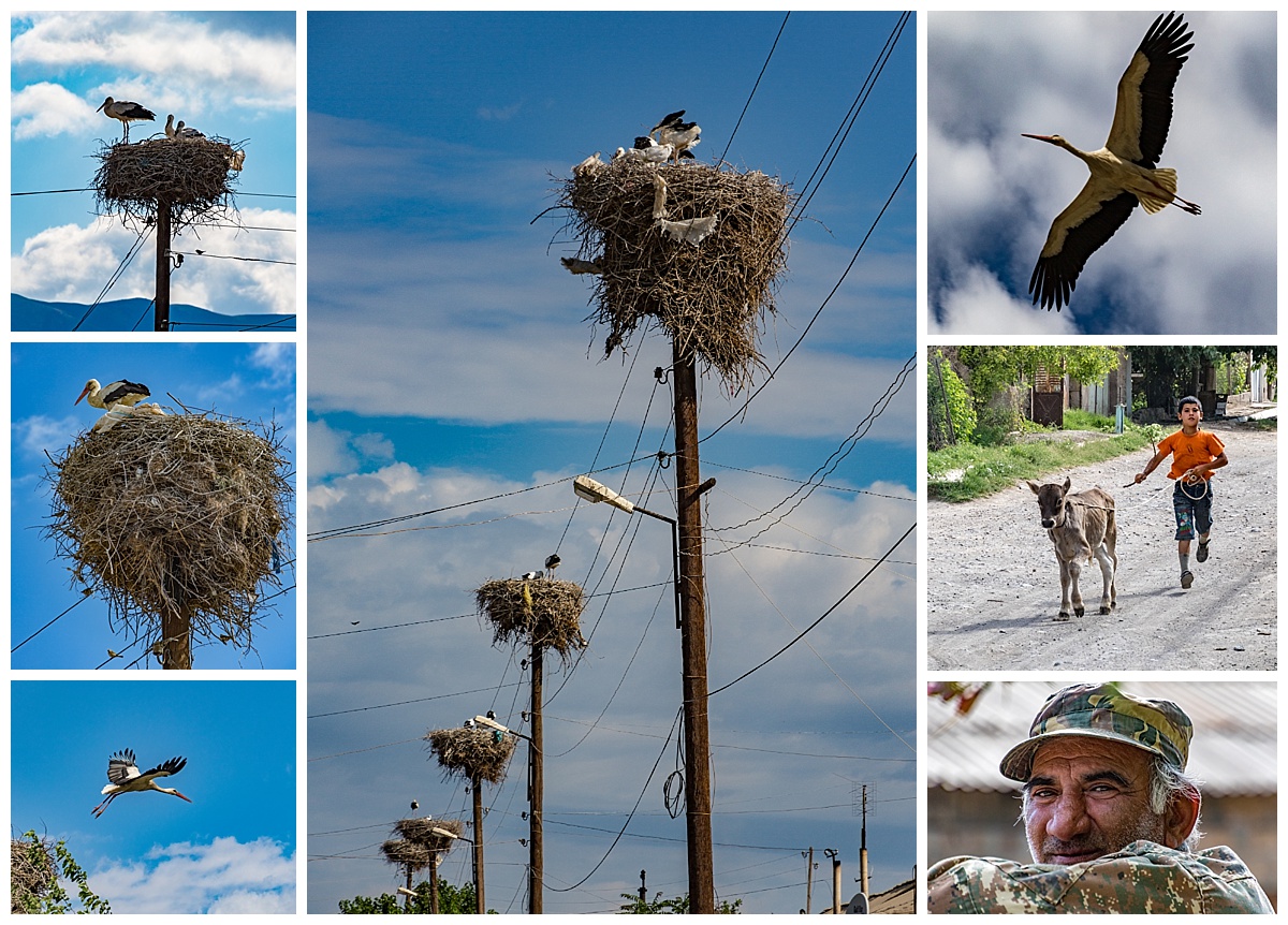 Goris, Armenia - storks