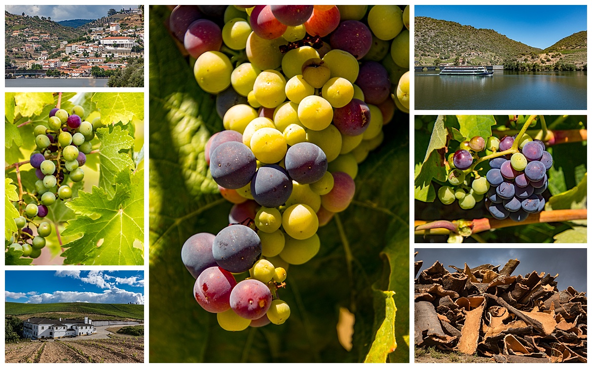 Duoro Valley 2 - grapes