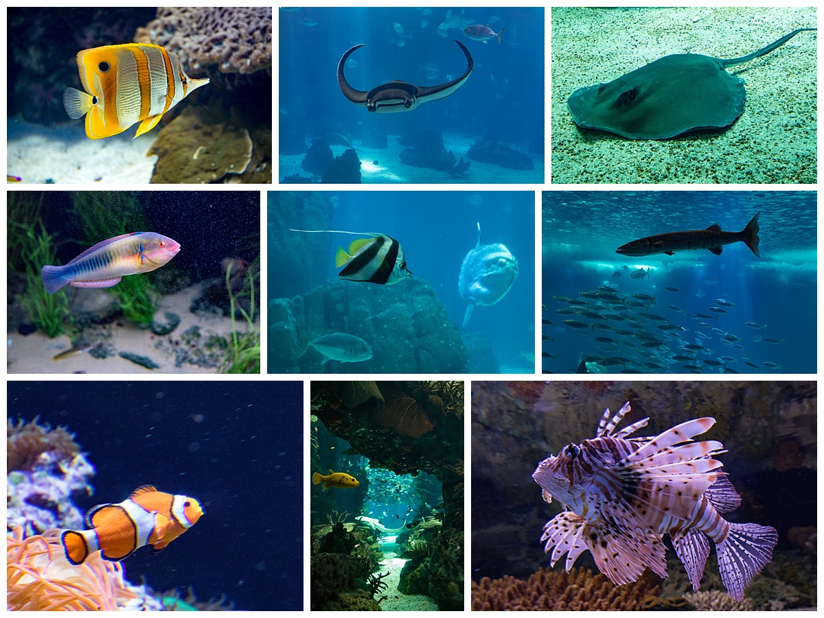 lisbon oceanarium 2- fish