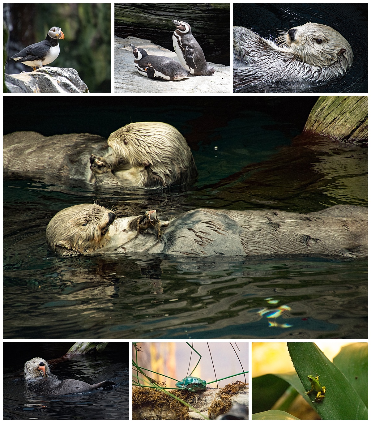 lisbon oceanarium 3- birds otters frogs