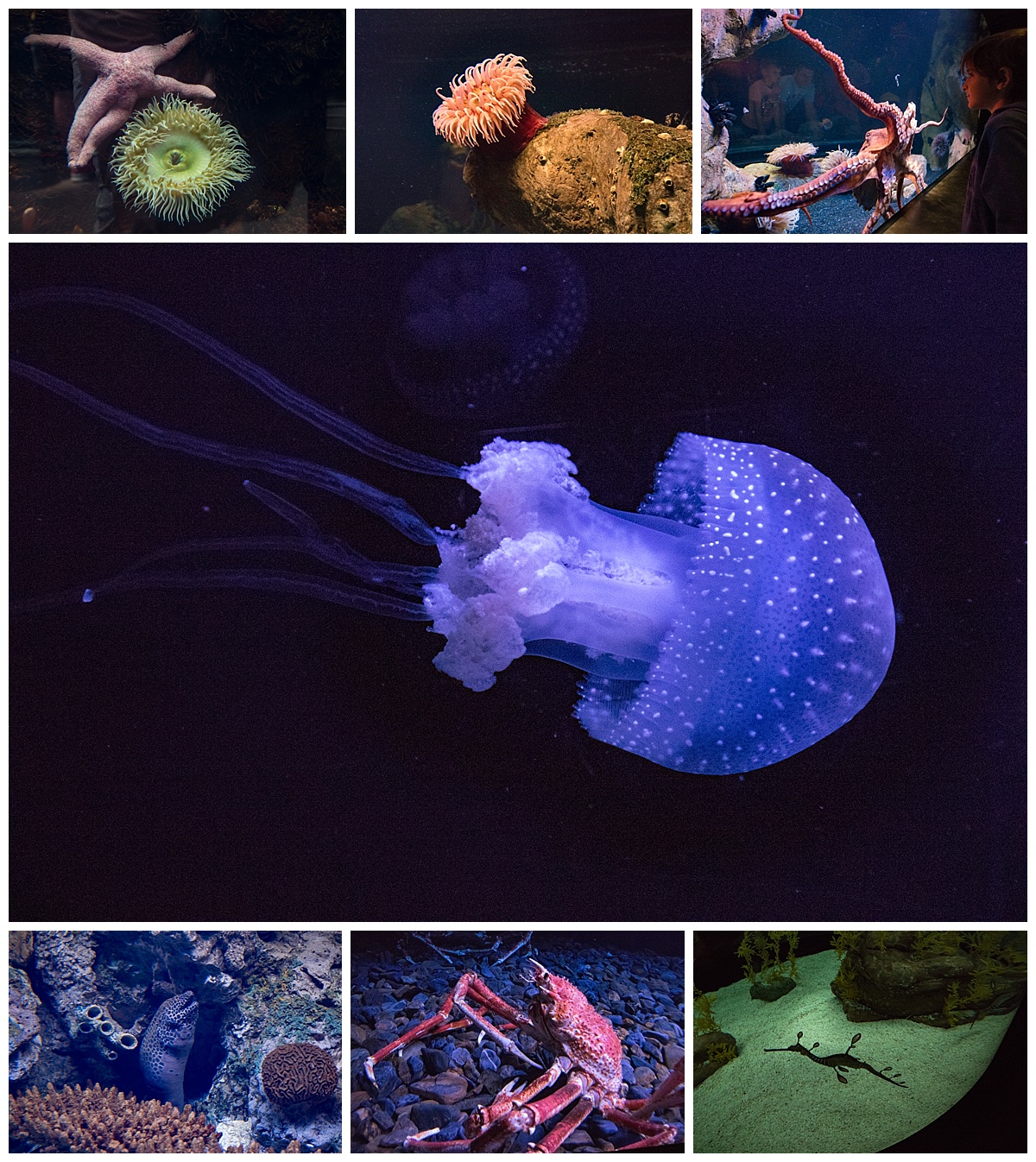 lisbon oceanarium 4- non fish aquatic