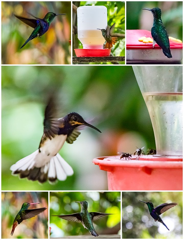 Mindo, Ecuador - hummingbirds