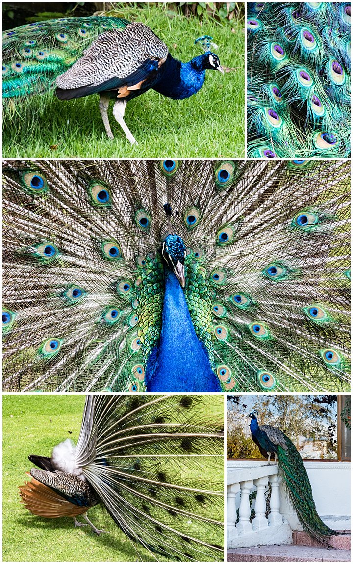 Mindo, Ecuador - peacocks