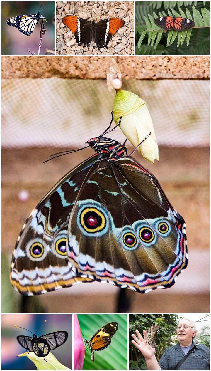 Mindo, Ecuador - butterflies