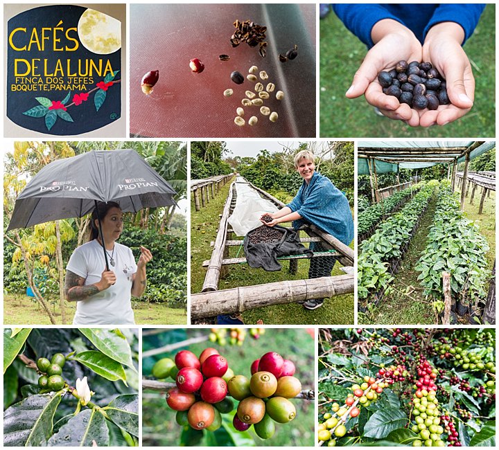 Panama City - coffee plantation tour