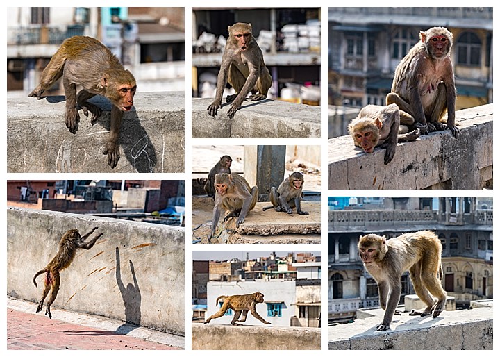 Delhi, India - monkeys