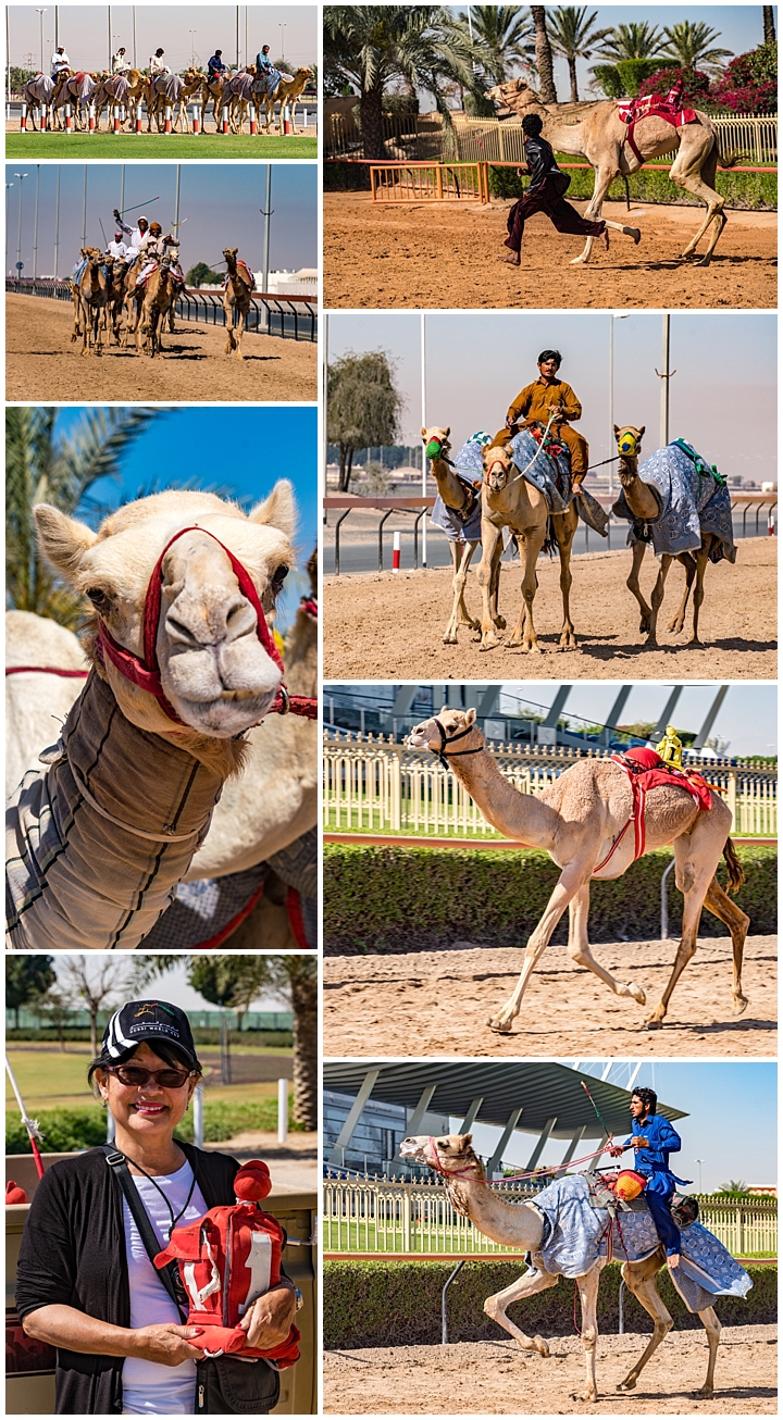 Abu Dhabi, UAE - camel race