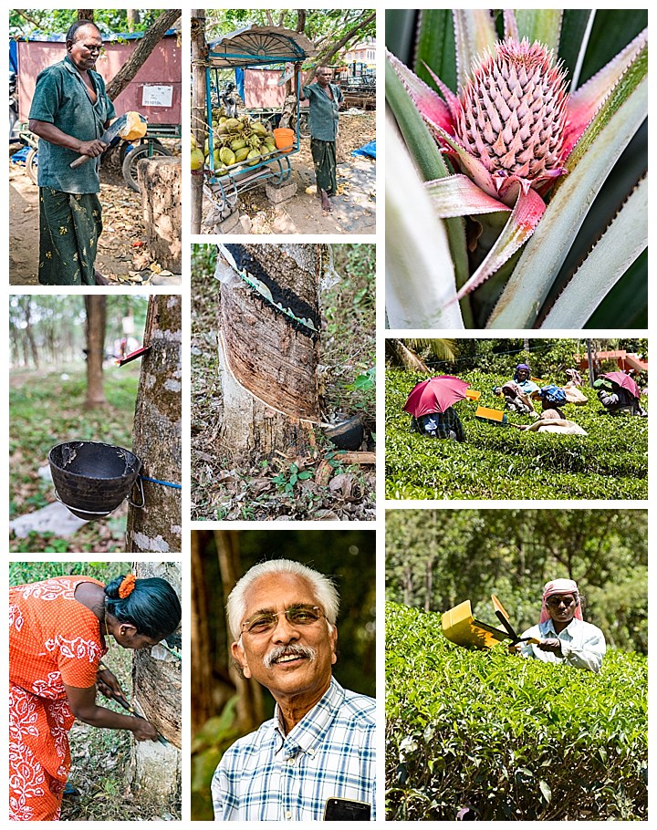 Cochin / Kochi, India - coconut rubber pinneapple