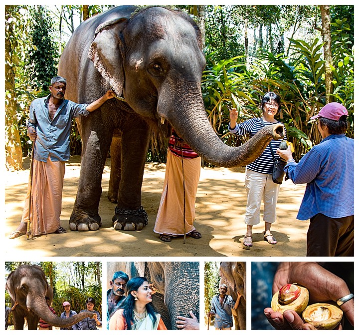 Cochin / Kochi, India - elephant nutmeg