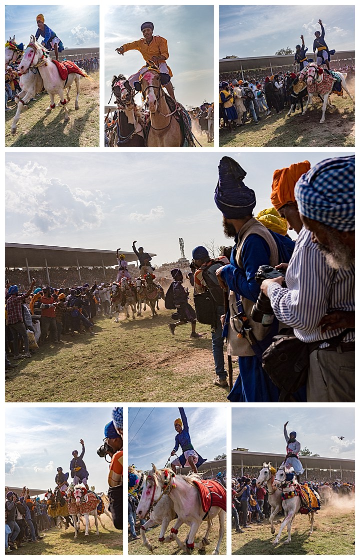 Punjab, India, Hola Mohalla 2018 - horses standing