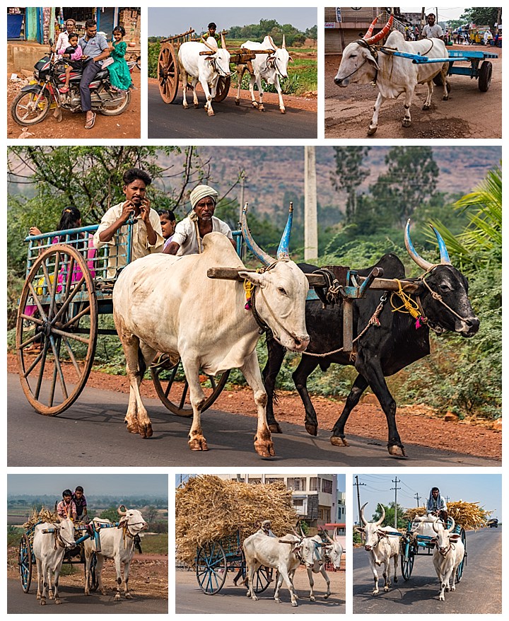 Hubli, India - ox carts