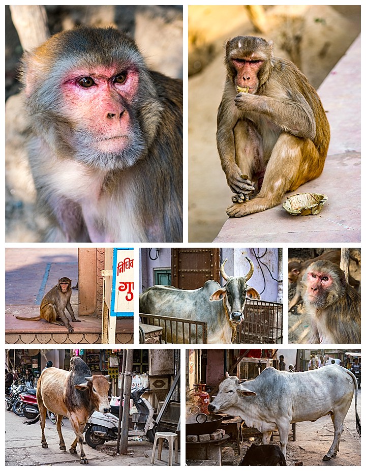 Vrindavan, India - animals, monkeys, cows, bulls