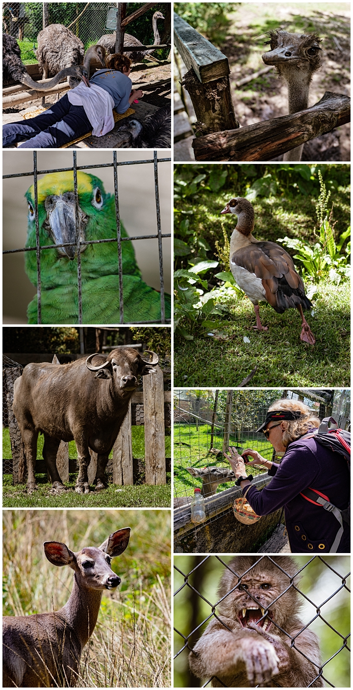 Animal Rescue Center Tarqui, Ecuador