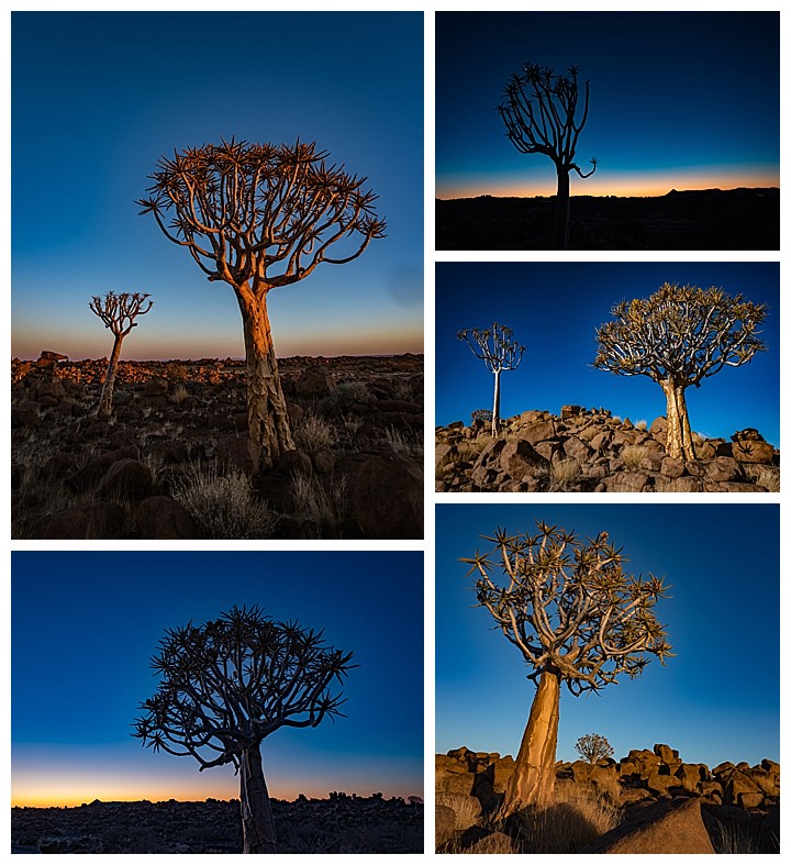 Quiver Trees - quiver trees at sunset