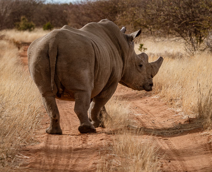 White Rhino Going