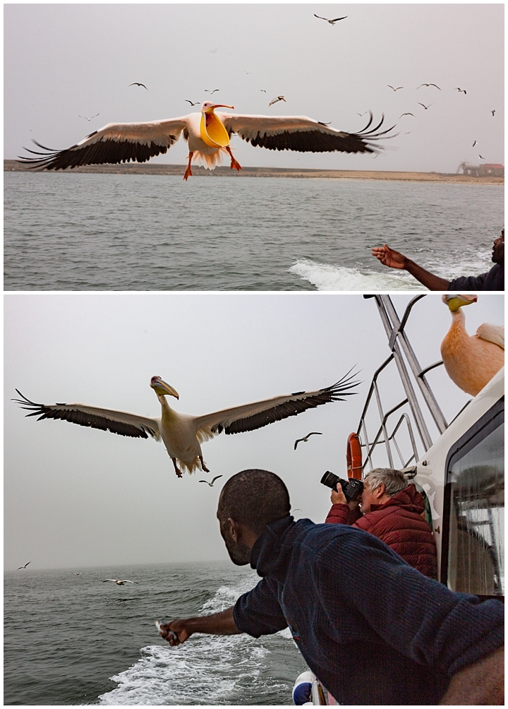 Pelicans - flying