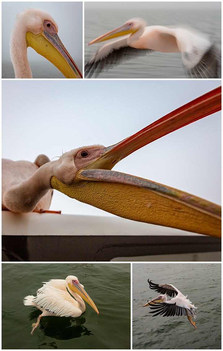 Great White Pelicans