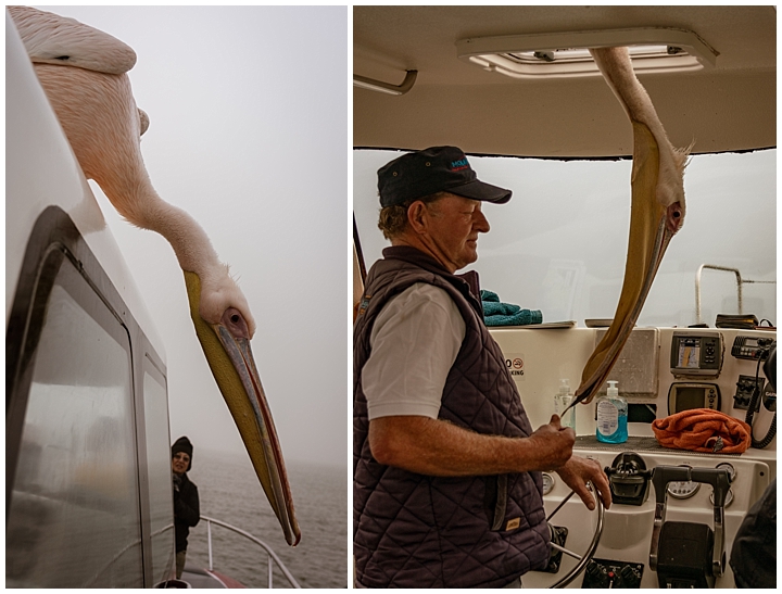 Pelicans - on boat