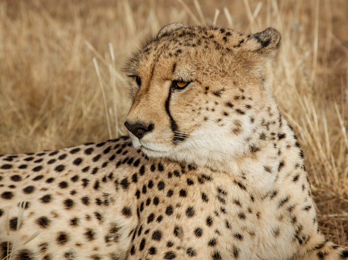 Namibia Windhoek - cheetah closeup