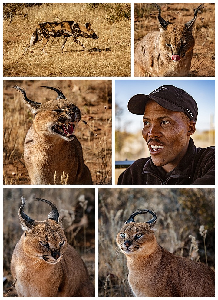 Namibia Windhoek - wild dog and caracal