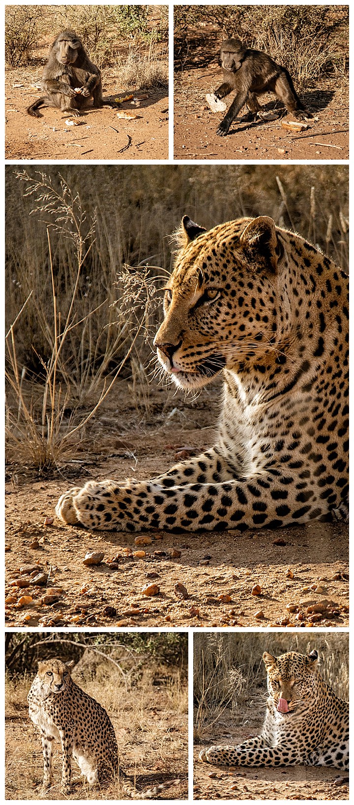 Namibia Windhoek - Leopard