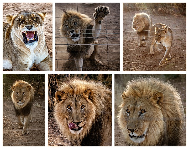 Namibia Windhoek - lion