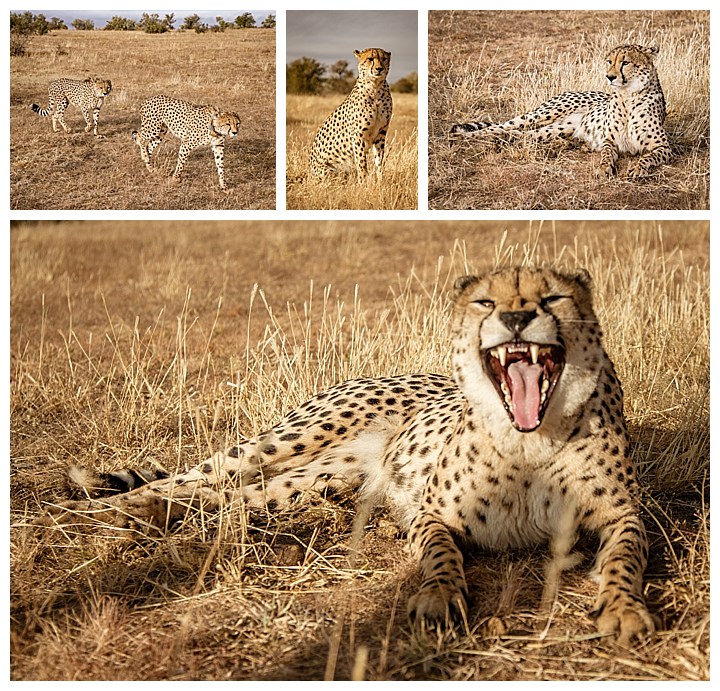Namibia Windhoek - cheetah
