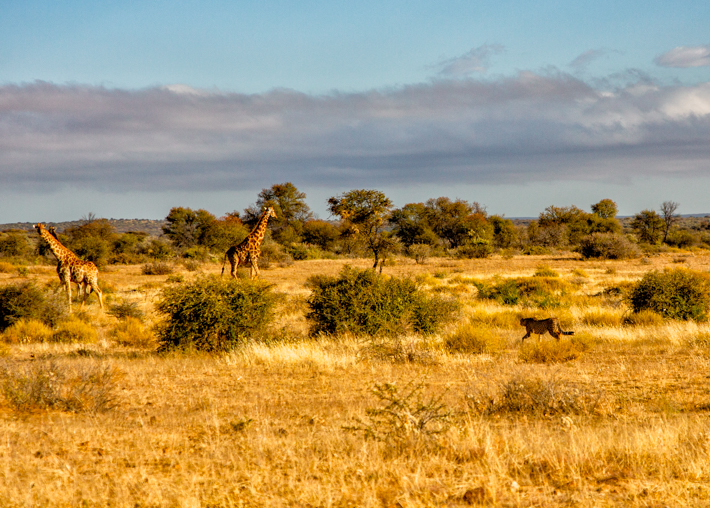 Namibia Windhoek - giraffe chase