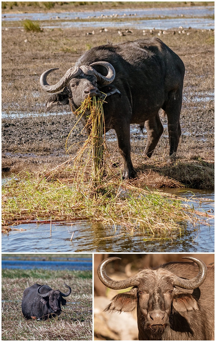 Botswana Chobe Park - cape buffalo