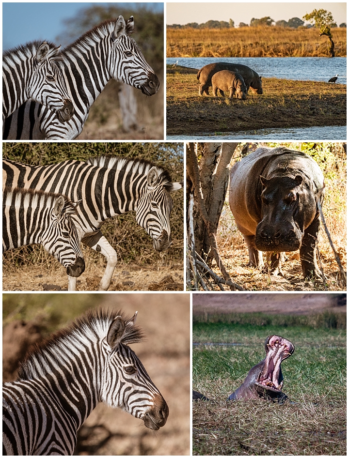 Botswana Chobe Park - zebras and hippos