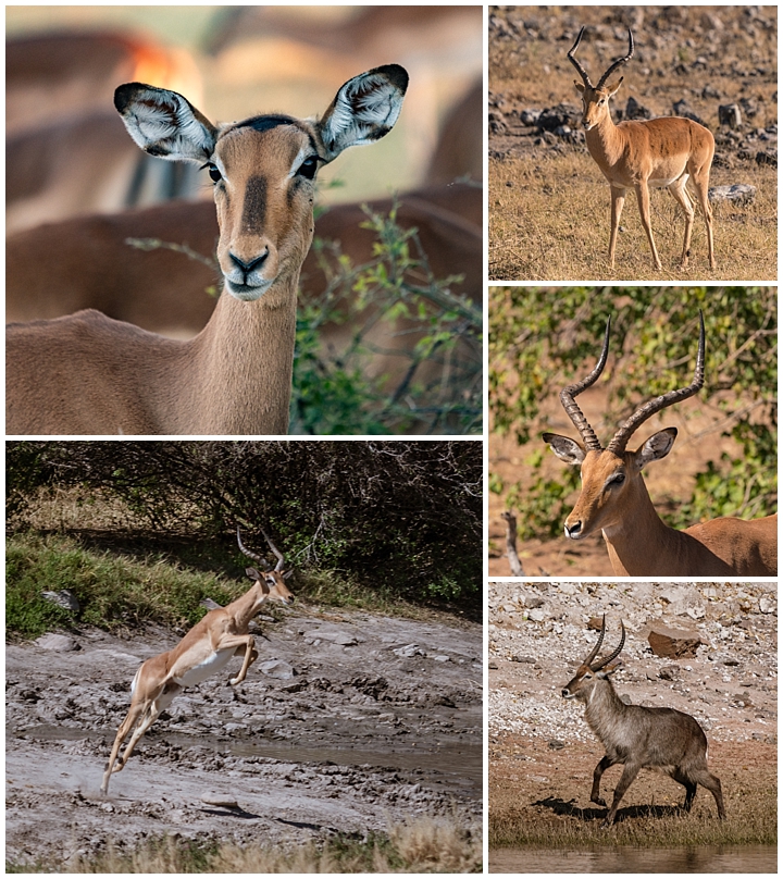 Botswana Chobe Park - antelope