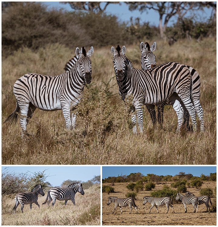 Botswana Savuti Camp - zebras
