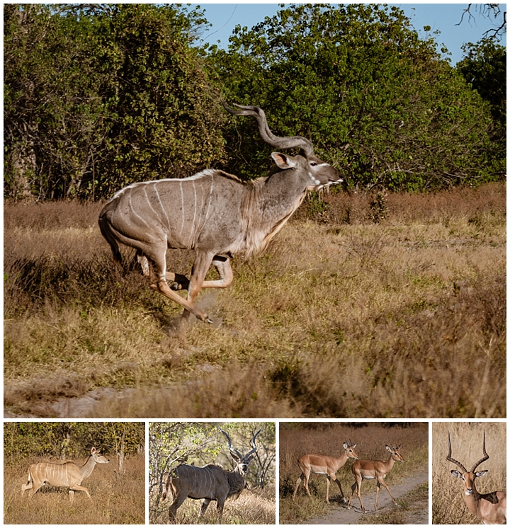 Botswana Savuti Camp - antelope