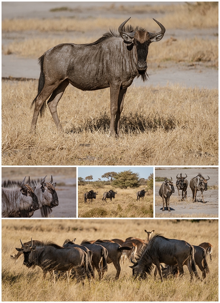 Botswana Savuti Camp - wildebeast